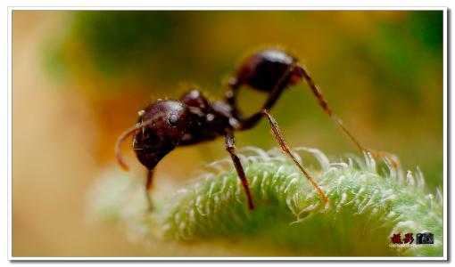 蚂蚁之战