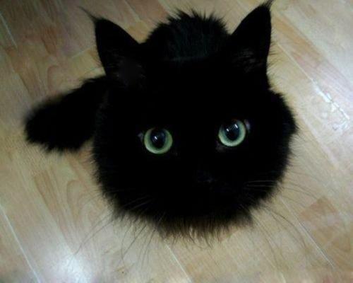 小黑猫