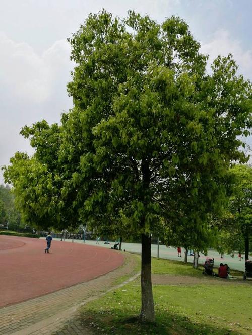 校园里的大樟树