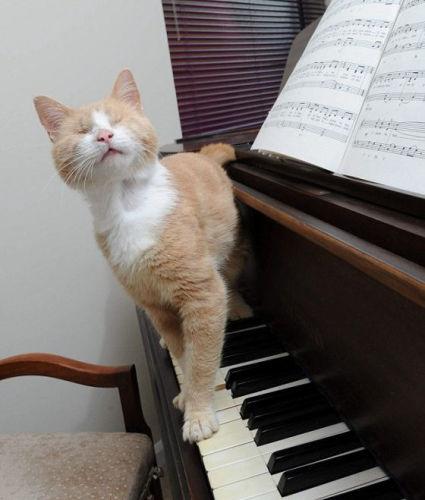 我喜欢弹钢琴