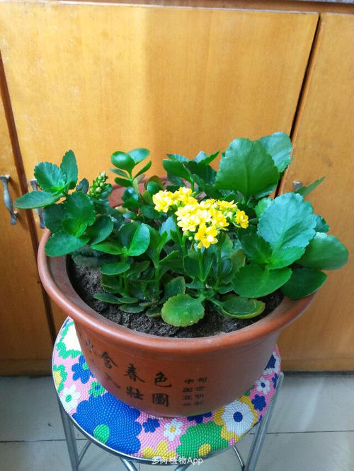 我的植物朋友长寿花