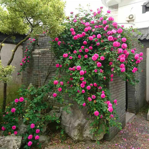 四个季节的花朵