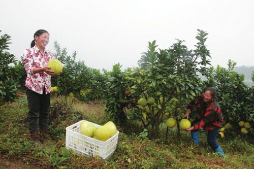 采摘葡萄柚