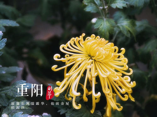 重阳节上的菊花
