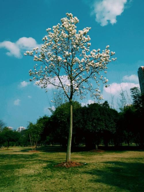 一棵开花的树