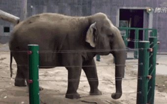 大象的叙述