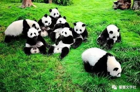 我最喜欢的熊猫