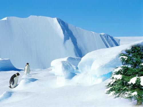 雪中​​的温暖