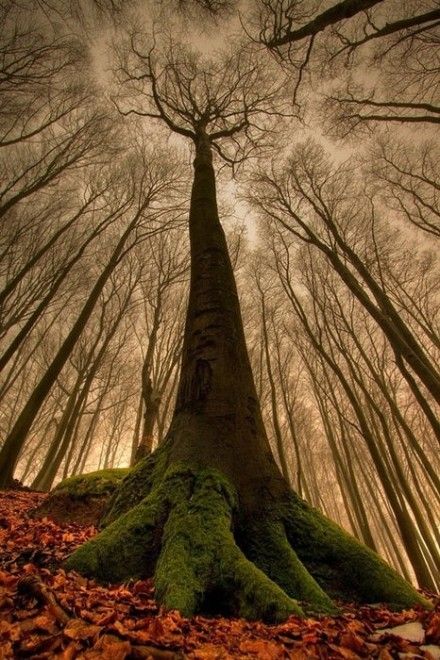 生命就像一棵树
