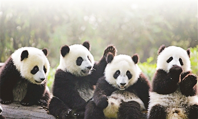 参观大熊猫基地