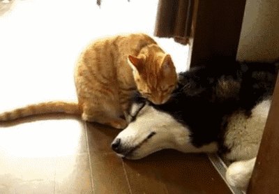 猫和狗的战斗