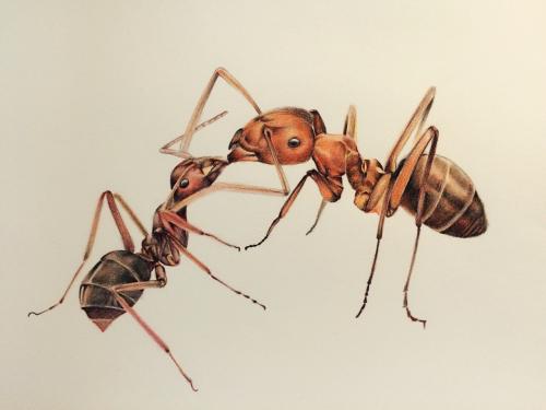 我喜欢的蚂蚁
