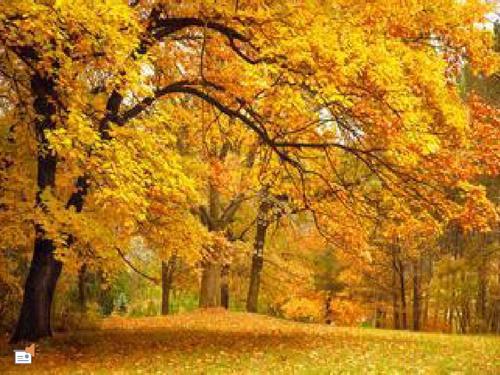 秋天的小树林