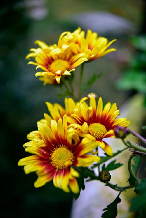 重阳菊花