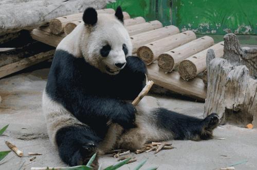 我最喜欢的动物熊猫