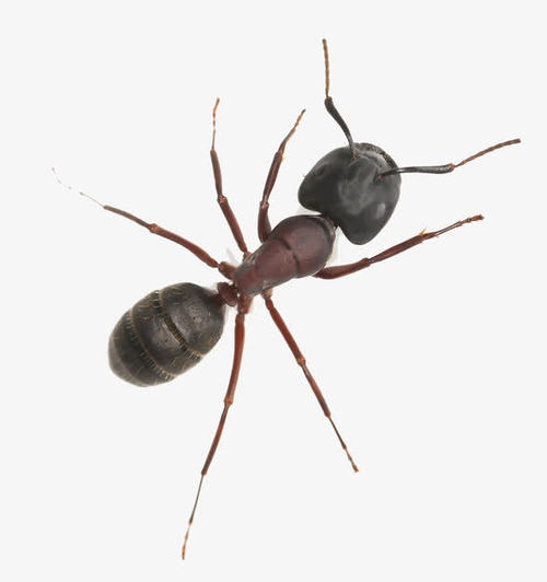 小蚂蚁变成大蚂蚁