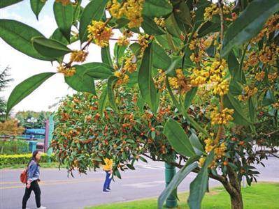 岁月弥漫桂花