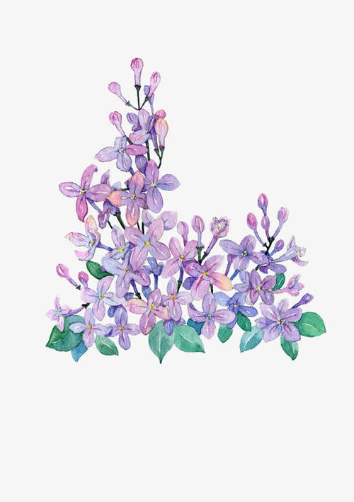 我的紫色仙女花