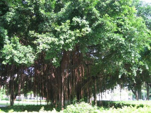 校园里的榕树