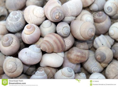 蜗牛和壳