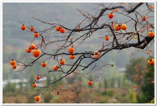 柿树在深秋