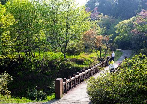 走进阿里山