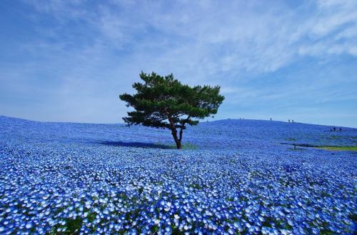 美丽的沿海公园