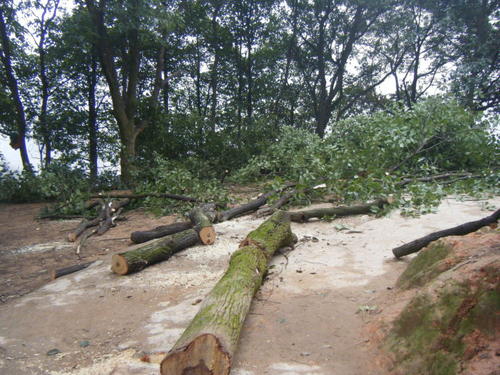 伐木工人砍树