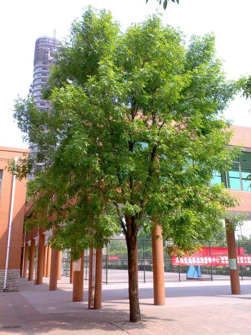 校园里的一棵树