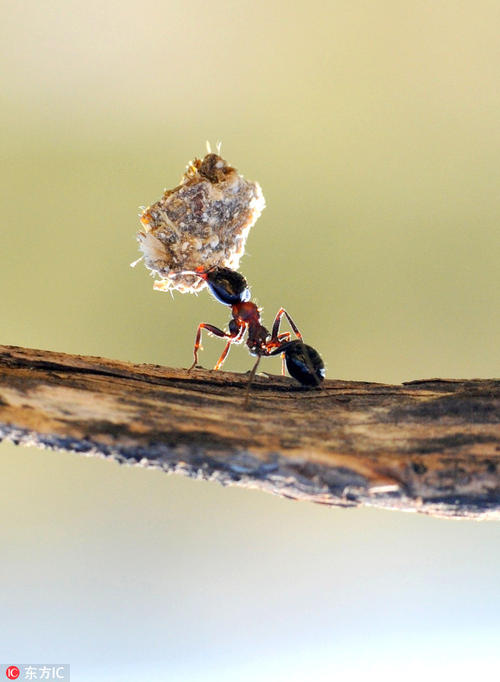 顽强的蚂蚁