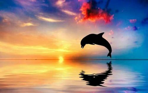 海豚梦