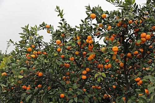 我家乡的橘子树
