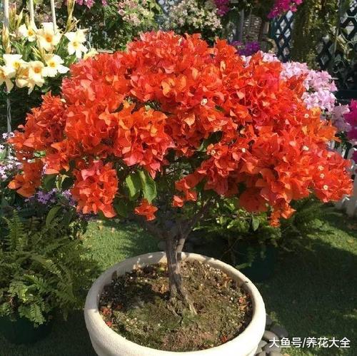 种花不是那么简单