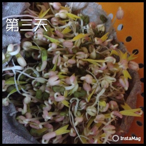 绿豆芽生长日记