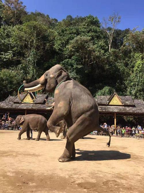 野生大象谷的大象表演