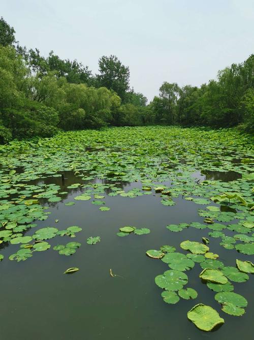 秦湖绿