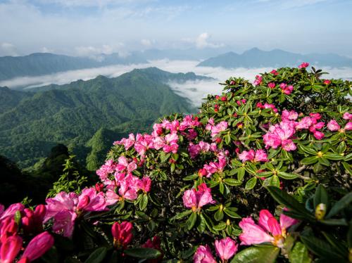 当花在我的家乡开花时