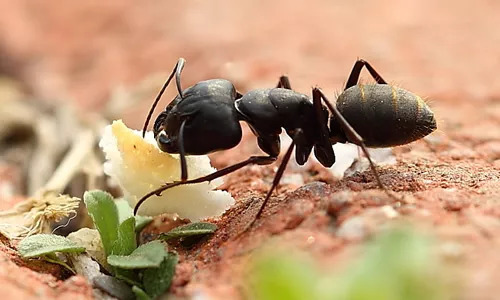 蚂蚁觅食