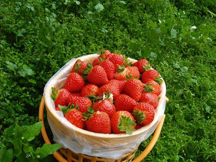 我爱家乡的草莓生态园