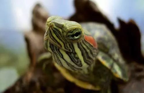 有趣的巴西乌龟