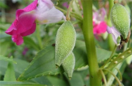 奉献鲜花盛开