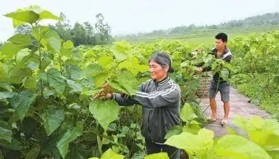 我和妈妈一起做农活