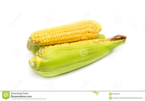 玉米的叙事