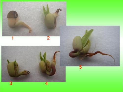 观察绿豆芽的生长