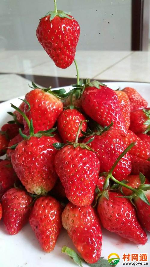 家乡草莓
