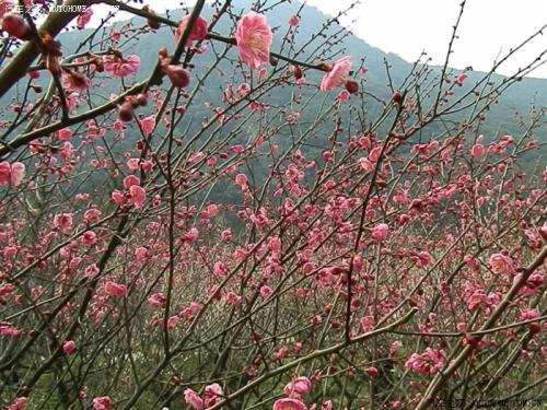 九峰山梅花鉴赏