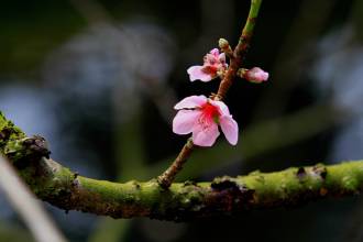 桃花开