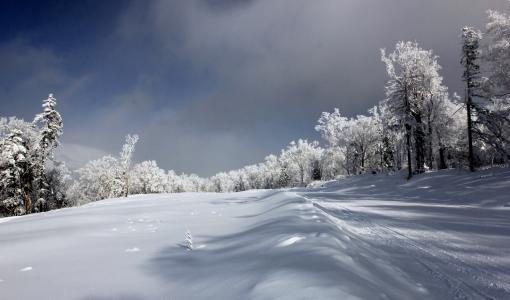 雪芸