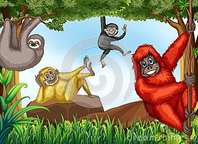 不能爬树的猴子