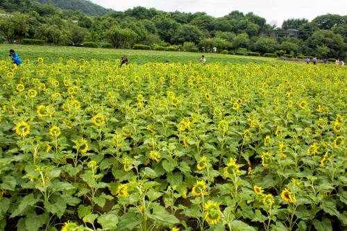 八卦田秋友